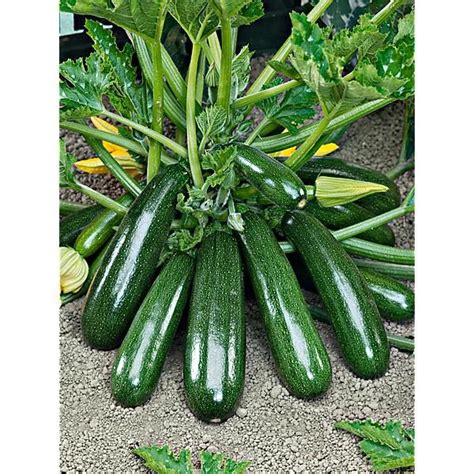 Courgette En Mélange De 5 Variétés F1 Graines Baumaux