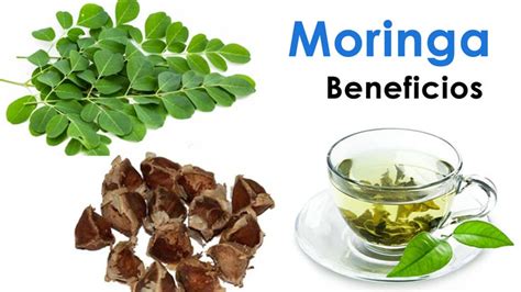 Qué Beneficios Tiene la Moringa y Porque Consumirlo