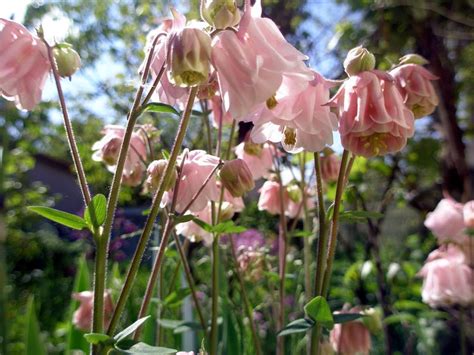 English Garden with Blooming Pink Flowers