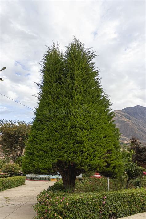 Monterrey Cypress Tree Cupressus Macrocarpa Hartw Belonging To