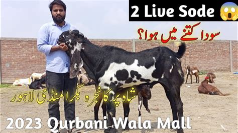 Shahpur Kanjra Bakra Mandi Lahore Qurbani Wala Mall