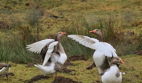 Toulouse Goose Breed Profile - Farmhouse Guide