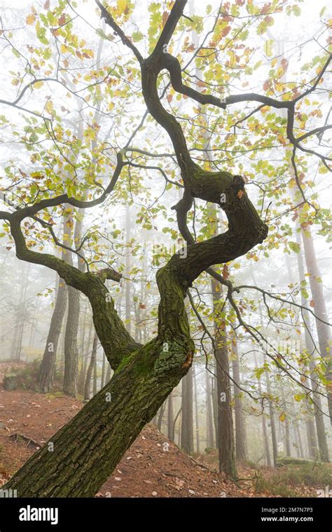 Neblige Atmosph Re Im Wald Bei Lug Gedrehte Eiche In Herbstbl Ttern