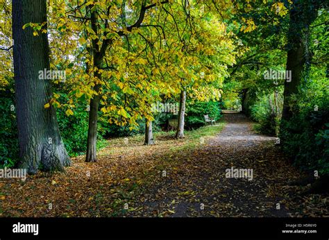 Uk Forest Footpath England Countryside Nature Woodland Landscape