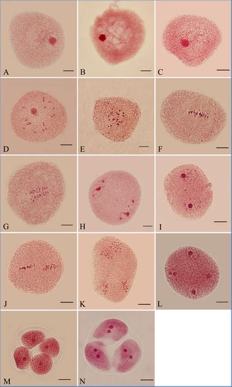 Meiosis Stages Under Microscope