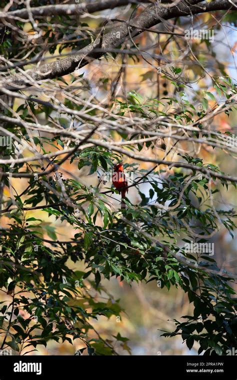 Male Northern Cardinal Stock Photo Alamy