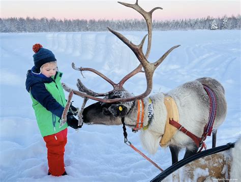 Picking a Reindeer Safari in Lapland - mudpiefridays.com