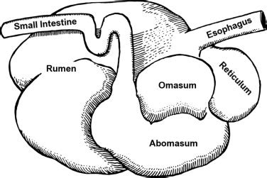 Ruminant Digestive System - ClipArt Best