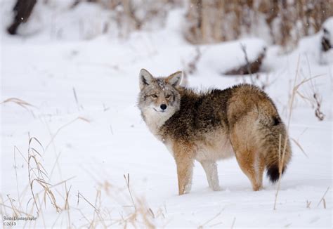 Coyote In Snow by JestePhotography on DeviantArt