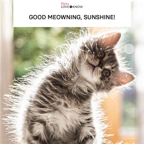 17 Good Morning Cat Memes That Are Better Than Coffee