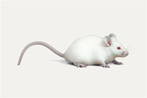 C57BL/6JRj Mouse - Janvier Labs