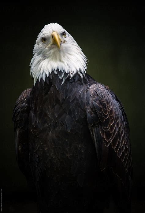 "North American Bald Eagle Portrait" by Stocksy Contributor "ALAN