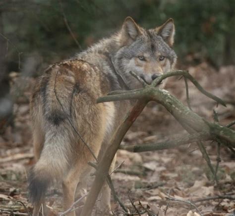 Conflict Flares Over Wisconsin Wolf Management As Wildlife Groups