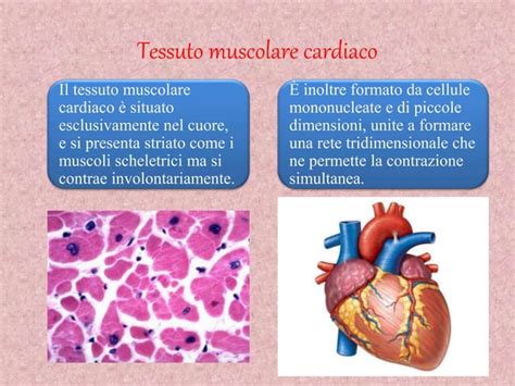 Il Tessuto Muscolare Ppt