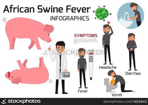 African Swine Fever Virus Asf Infographics Elements Health And Care Vector Illustration