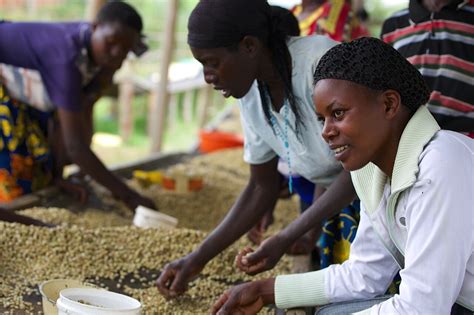 Copper Moon Coffee Unveils Rwandan Coffee in Support of Women Coffee Farmers | Copper Moon Coffee