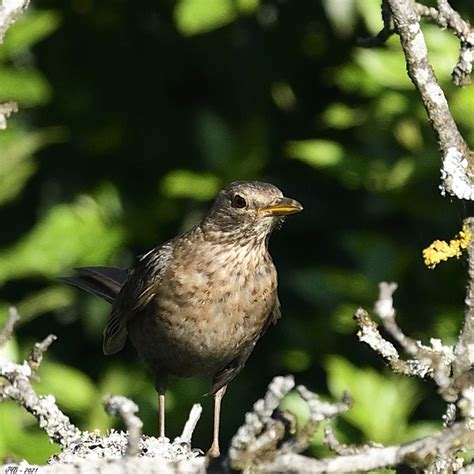 Les Oiseaux Du Faucigny