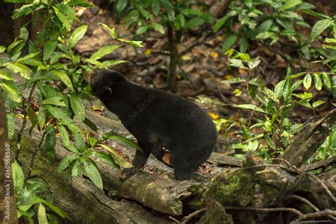 Picture of Sun bear at the Borneo Sun Bear Conservation Centre at Sepilok, Sabah, Malaysian ...