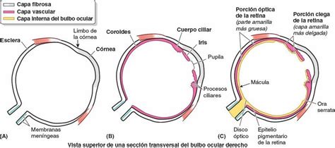 06 Ojo Órbita Región Orbitaria y Bulbo Ocular Enfermería