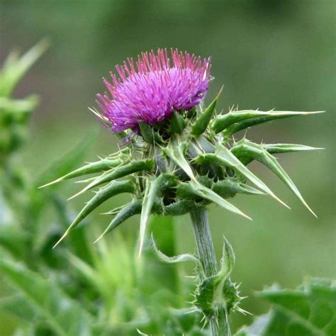 Seeds for Milk Thistle | Silybum marianum | Amkha Seed