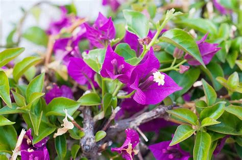 Fondo Buganvillas De Flores Violetas En Un Arbusto Luz Solar Vibrante