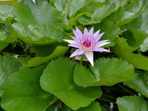 Seerose Teich Blüte Kostenloses Foto Auf Pixabay Pixabay