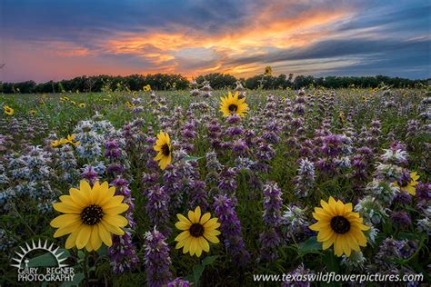 Texas Wildflowers Texas Wildflower Pictures Landscape Nature And Outdoor Photography By Gary