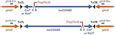 Schematic Representation Of The Insertion Of The Transcriptional Fusion