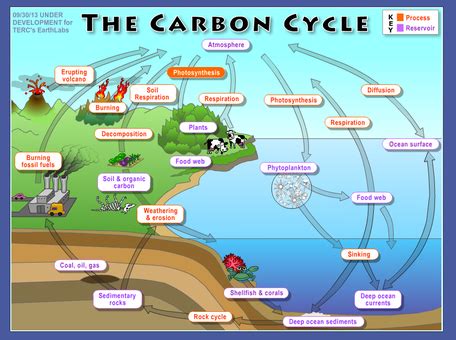 Global Carbon Cycle