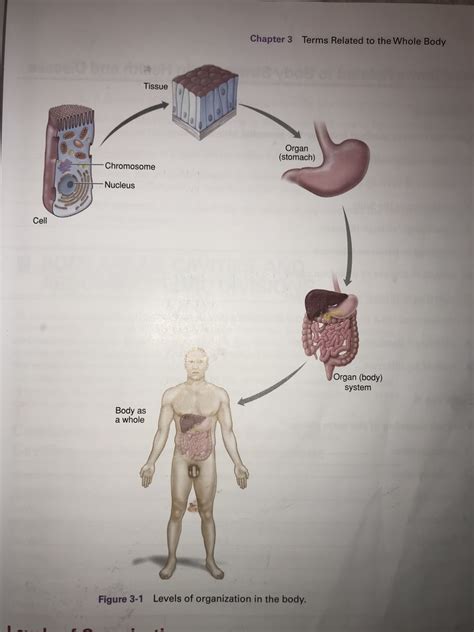 Chapter 3 Diagram Levels Of Organization Diagram Quizlet