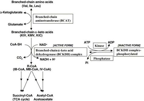 Catabolism Of Branched Chain Amino Acids Download