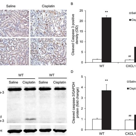 Cxcl Deficiency Protects Tubular Epithelial Cells From Apoptosis In