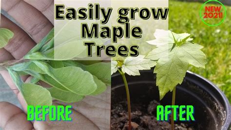 How To Grow Maple Trees From Seed Youtube