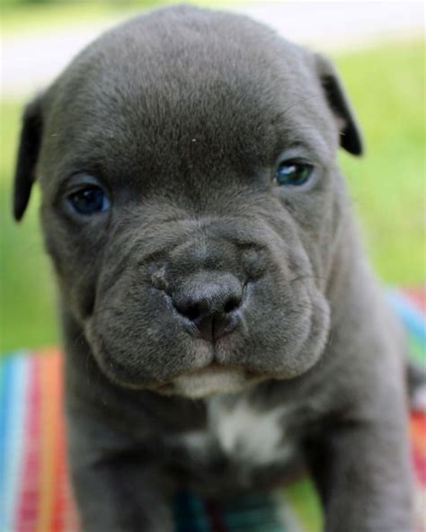 Blue pitbull pup | Pitbull puppies, Blue pitbull, Pit bull puppies blue