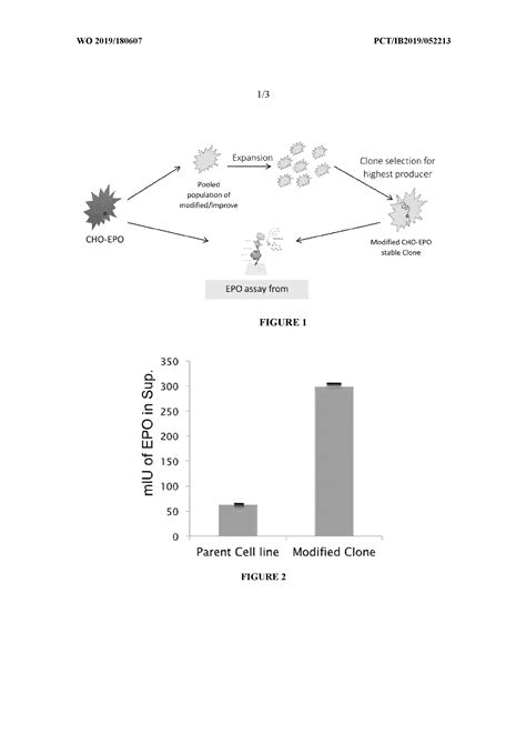 Serum Free Suspension Adapted Recombinant Cho K Cell Line With