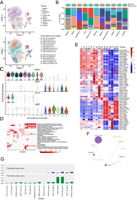 Single Cell Transcriptome Profiling An Adult Human Cell Atlas Of 15