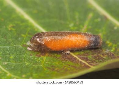 Close-up Mud Dauber Larvae On Green Stock Photo 1428563453 | Shutterstock