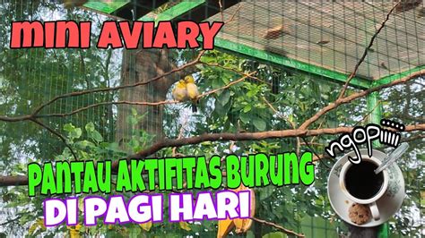 Aviary Minimalis Pantau Burung Di Pagi Hari Aviarybirds Aviary