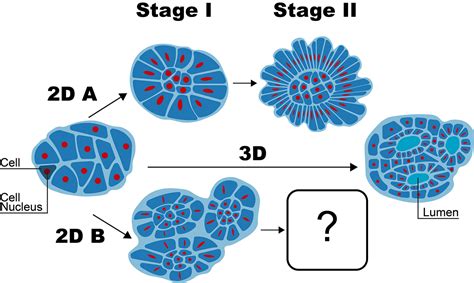 Cell Diagrams on Behance