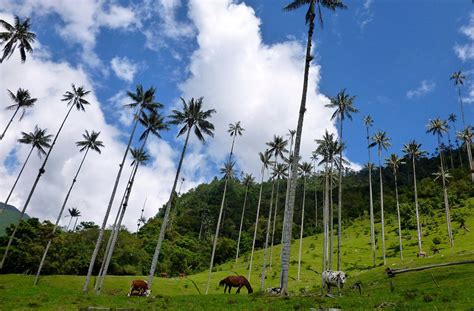 Растения колумбии - 86 фото