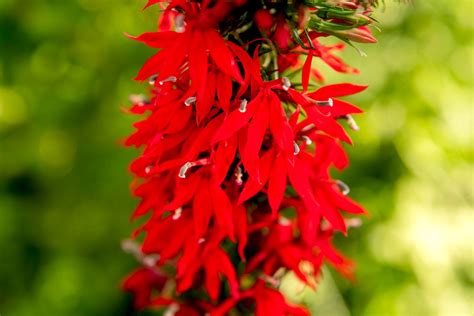 Cardinal Flower