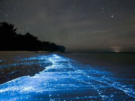 The Glowing Bioluminescent Mosquito Bay in Puerto Rico | The BackPackers