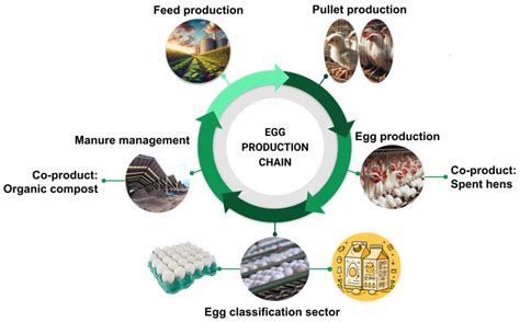 Environmental Impacts of the Brazilian Egg Industry: Life Cycle