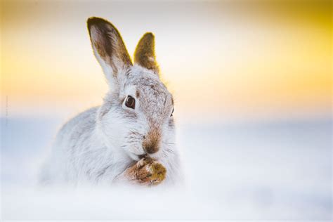 Wildlife Photography Awards 2024 - Bird Larina