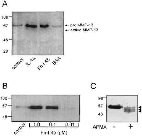 Figure 2 From The 45 Kda Collagen Binding Fragment Of Fibronectin