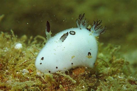 Interesting Facts About The Sea Bunny Slug