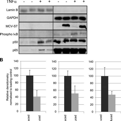 Mcpyv St Inhibits Phosphorylation Of Ib And Prevents Nuclear