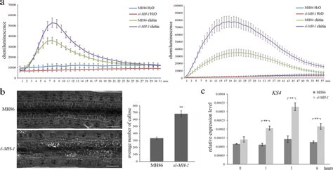 Pti Responses Are Enhanced In Sl Mh 1 Mutant A Ros Burst From Mh86 And