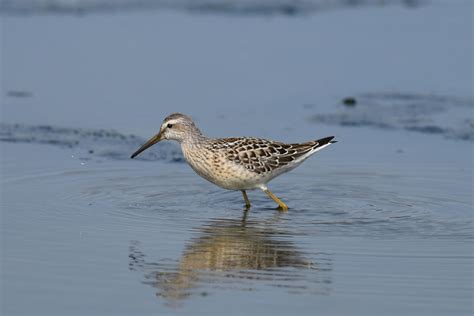 Stilt Sandpiper | Audubon Field Guide