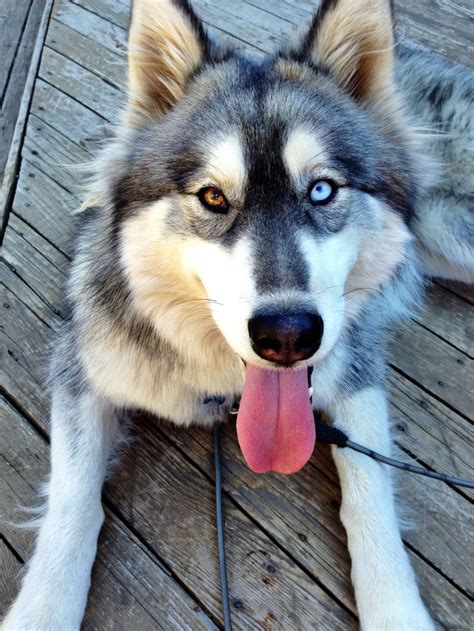 Heterochromia in Husky | Exotic pets, Husky, Animals